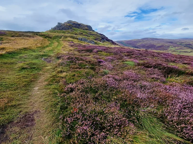 Cheviot Hills